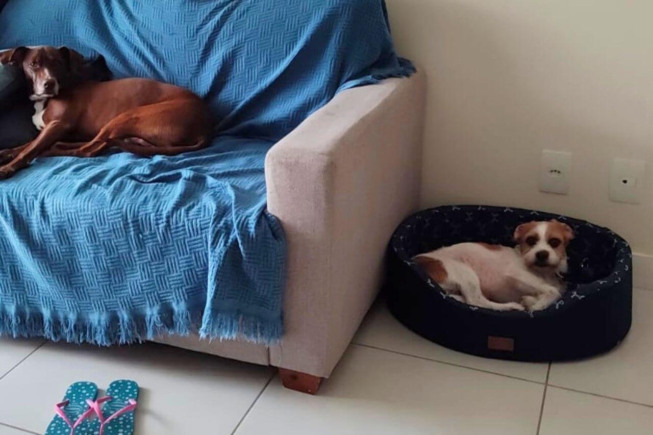 Adestramento Cachorro SRD