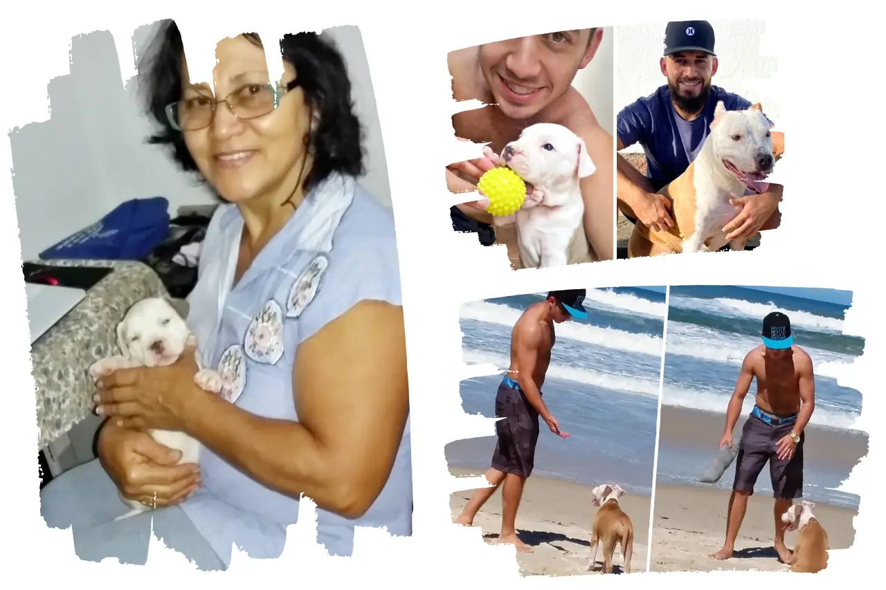 Adestrar desde filhote