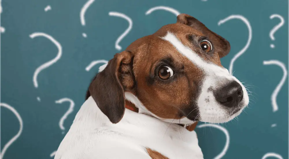 Diferença do Clicker e Marcador verbal