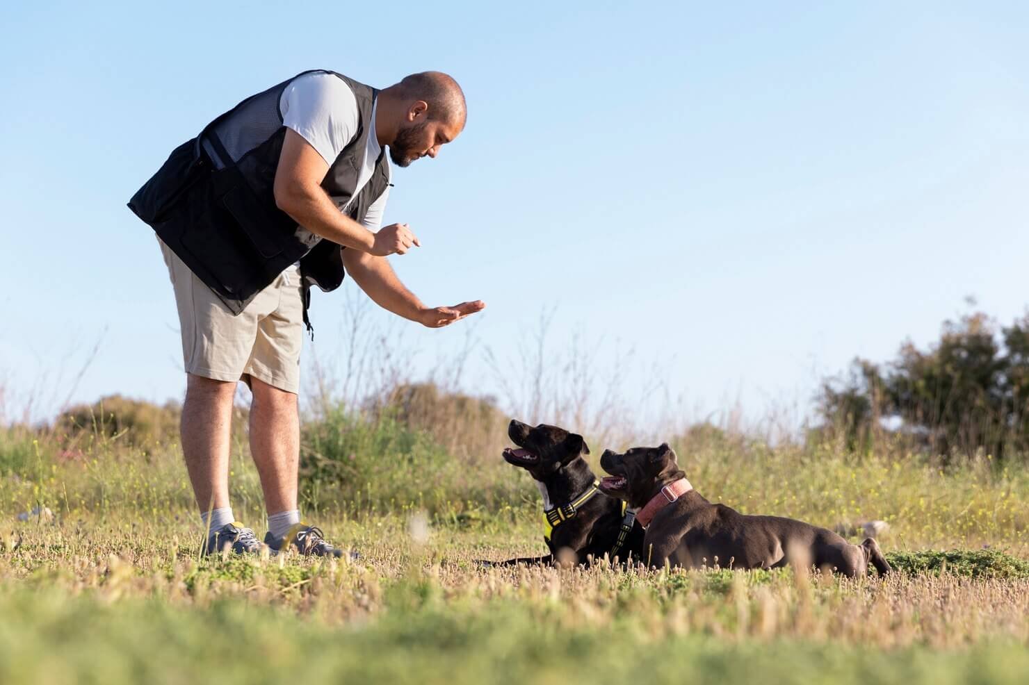 Comandos básicos adestramento cachorro