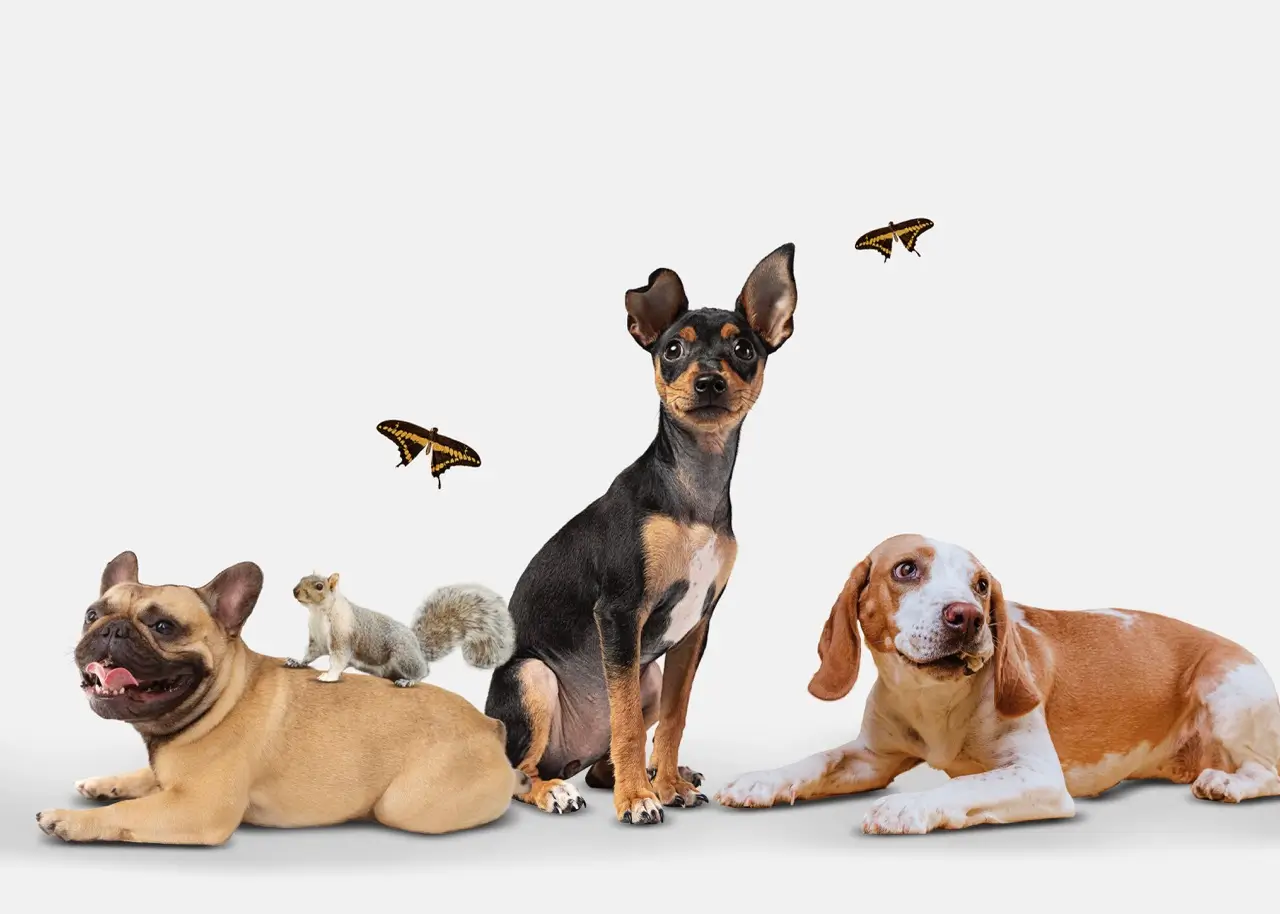 A Importância Fundamental da Socialização Canina