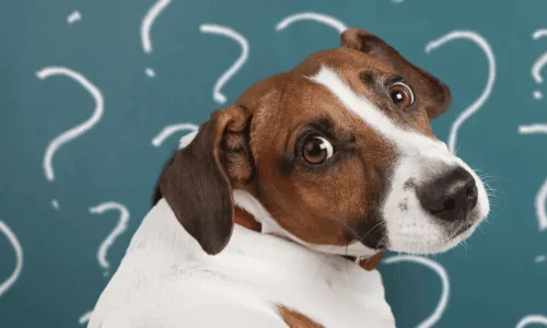 Clicker é realmente necessário