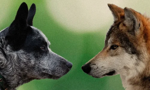 Como saber se o cachorro é o alfa