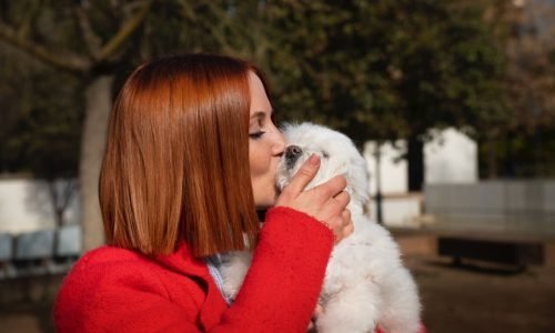 Cães mais velhos também aprendem